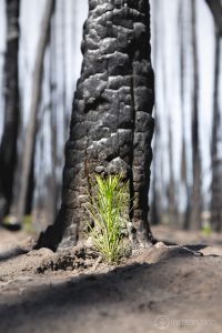 One Tree Planted